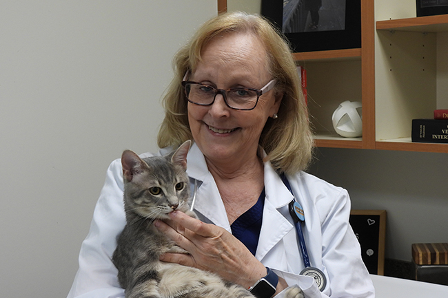 Feline Care at Crossroads Animal Hospital in Moody, AL