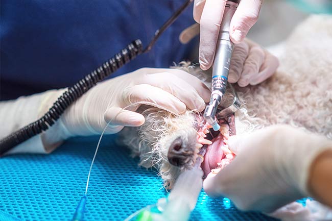 Pet Dental Care at Crossroads Animal Hospital