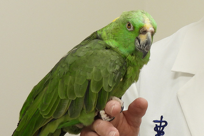 Bird Wellness Care in Moody, AL