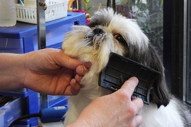 Pet Grooming services at Crossroads Animal Hospital