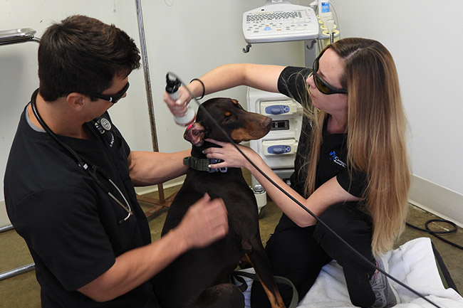 Veterinary Laser Therapy in Moody, AL