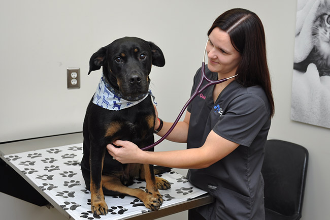 Dog and Cat Wellness Care in Moody, AL